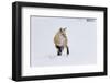 Wyoming, Yellowstone NP. A red fox listening for movement under the snow signaling a rodent.-Ellen Goff-Framed Photographic Print