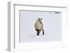Wyoming, Yellowstone NP. A red fox listening for movement under the snow signaling a rodent.-Ellen Goff-Framed Photographic Print