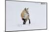 Wyoming, Yellowstone NP. A red fox listening for movement under the snow signaling a rodent.-Ellen Goff-Mounted Photographic Print