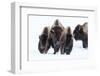 Wyoming, Yellowstone NP. American bison (Bos bison) beginning to run through the deep snow.-Ellen Goff-Framed Photographic Print