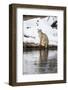 Wyoming, Yellowstone NP. Bobcat hovers alongside the Madison River waiting for a duck to pass by.-Ellen Goff-Framed Photographic Print