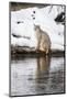 Wyoming, Yellowstone NP. Bobcat hovers alongside the Madison River waiting for a duck to pass by.-Ellen Goff-Mounted Photographic Print
