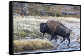 Wyoming. Yellowstone NP, bull bison crosses the Firehole River and comes out dripping with water-Elizabeth Boehm-Framed Stretched Canvas