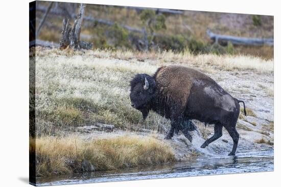 Wyoming. Yellowstone NP, bull bison crosses the Firehole River and comes out dripping with water-Elizabeth Boehm-Stretched Canvas