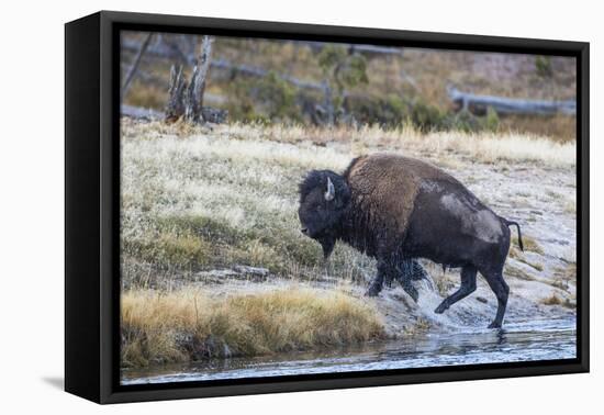 Wyoming. Yellowstone NP, bull bison crosses the Firehole River and comes out dripping with water-Elizabeth Boehm-Framed Stretched Canvas