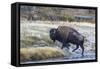 Wyoming. Yellowstone NP, bull bison crosses the Firehole River and comes out dripping with water-Elizabeth Boehm-Framed Stretched Canvas