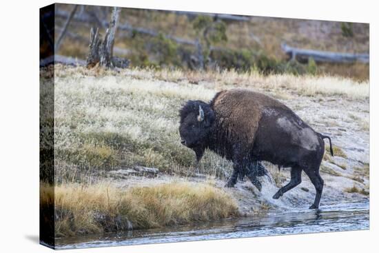Wyoming. Yellowstone NP, bull bison crosses the Firehole River and comes out dripping with water-Elizabeth Boehm-Stretched Canvas