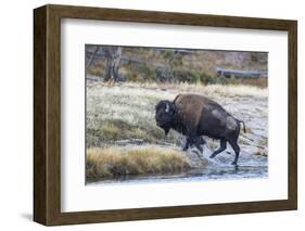 Wyoming. Yellowstone NP, bull bison crosses the Firehole River and comes out dripping with water-Elizabeth Boehm-Framed Photographic Print