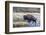 Wyoming. Yellowstone NP, bull bison crosses the Firehole River and comes out dripping with water-Elizabeth Boehm-Framed Photographic Print