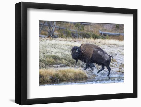 Wyoming. Yellowstone NP, bull bison crosses the Firehole River and comes out dripping with water-Elizabeth Boehm-Framed Photographic Print