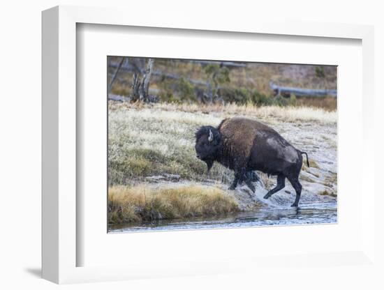 Wyoming. Yellowstone NP, bull bison crosses the Firehole River and comes out dripping with water-Elizabeth Boehm-Framed Photographic Print