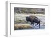 Wyoming. Yellowstone NP, bull bison crosses the Firehole River and comes out dripping with water-Elizabeth Boehm-Framed Photographic Print