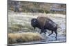 Wyoming. Yellowstone NP, bull bison crosses the Firehole River and comes out dripping with water-Elizabeth Boehm-Mounted Photographic Print