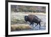 Wyoming. Yellowstone NP, bull bison crosses the Firehole River and comes out dripping with water-Elizabeth Boehm-Framed Photographic Print