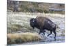 Wyoming. Yellowstone NP, bull bison crosses the Firehole River and comes out dripping with water-Elizabeth Boehm-Mounted Photographic Print