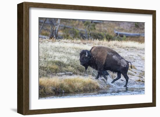 Wyoming. Yellowstone NP, bull bison crosses the Firehole River and comes out dripping with water-Elizabeth Boehm-Framed Photographic Print