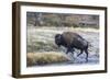 Wyoming. Yellowstone NP, bull bison crosses the Firehole River and comes out dripping with water-Elizabeth Boehm-Framed Photographic Print