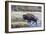 Wyoming. Yellowstone NP, bull bison crosses the Firehole River and comes out dripping with water-Elizabeth Boehm-Framed Photographic Print