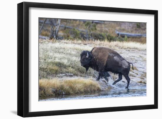 Wyoming. Yellowstone NP, bull bison crosses the Firehole River and comes out dripping with water-Elizabeth Boehm-Framed Photographic Print