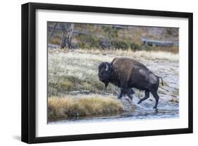 Wyoming. Yellowstone NP, bull bison crosses the Firehole River and comes out dripping with water-Elizabeth Boehm-Framed Photographic Print