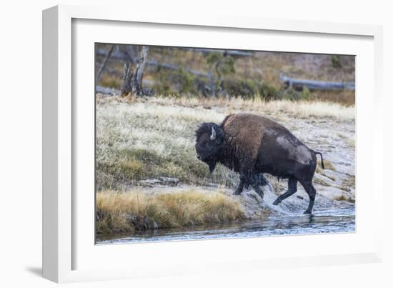 Wyoming. Yellowstone NP, bull bison crosses the Firehole River and comes out dripping with water-Elizabeth Boehm-Framed Photographic Print