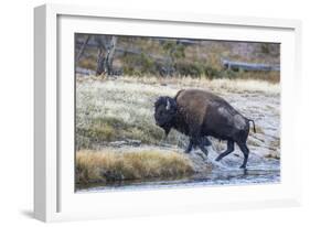 Wyoming. Yellowstone NP, bull bison crosses the Firehole River and comes out dripping with water-Elizabeth Boehm-Framed Photographic Print