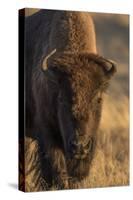 Wyoming. Yellowstone NP, cow bison poses for a in the autumn grasses along the Firehole River.-Elizabeth Boehm-Stretched Canvas