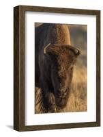 Wyoming. Yellowstone NP, cow bison poses for a in the autumn grasses along the Firehole River.-Elizabeth Boehm-Framed Photographic Print