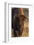 Wyoming. Yellowstone NP, cow bison poses for a in the autumn grasses along the Firehole River.-Elizabeth Boehm-Framed Photographic Print