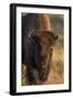 Wyoming. Yellowstone NP, cow bison poses for a in the autumn grasses along the Firehole River.-Elizabeth Boehm-Framed Photographic Print