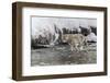 Wyoming, Yellowstone NP. Coyote standing in the Madison River waiting for a fish to swim by.-Ellen Goff-Framed Photographic Print