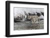 Wyoming, Yellowstone NP. Coyote standing in the Madison River waiting for a fish to swim by.-Ellen Goff-Framed Photographic Print