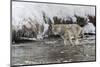 Wyoming, Yellowstone NP. Coyote standing in the Madison River waiting for a fish to swim by.-Ellen Goff-Mounted Photographic Print