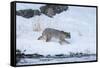 Wyoming, Yellowstone NP, Madison River, bobcat. A bobcat walking alongside the Madison River-Ellen Goff-Framed Stretched Canvas