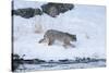 Wyoming, Yellowstone NP, Madison River, bobcat. A bobcat walking alongside the Madison River-Ellen Goff-Stretched Canvas