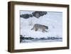 Wyoming, Yellowstone NP, Madison River, bobcat. A bobcat walking alongside the Madison River-Ellen Goff-Framed Photographic Print