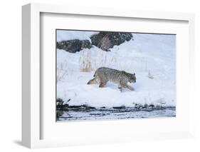 Wyoming, Yellowstone NP, Madison River, bobcat. A bobcat walking alongside the Madison River-Ellen Goff-Framed Photographic Print