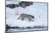 Wyoming, Yellowstone NP, Madison River, bobcat. A bobcat walking alongside the Madison River-Ellen Goff-Mounted Photographic Print