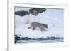 Wyoming, Yellowstone NP, Madison River, bobcat. A bobcat walking alongside the Madison River-Ellen Goff-Framed Photographic Print