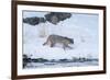 Wyoming, Yellowstone NP, Madison River, bobcat. A bobcat walking alongside the Madison River-Ellen Goff-Framed Photographic Print