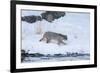 Wyoming, Yellowstone NP, Madison River, bobcat. A bobcat walking alongside the Madison River-Ellen Goff-Framed Photographic Print