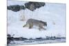 Wyoming, Yellowstone NP, Madison River, bobcat. A bobcat walking alongside the Madison River-Ellen Goff-Mounted Photographic Print