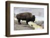 Wyoming, Yellowstone NP, Midway Geyser Basin. American bison standing near the warm water-Ellen Goff-Framed Photographic Print