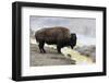 Wyoming, Yellowstone NP, Midway Geyser Basin. American bison standing near the warm water-Ellen Goff-Framed Photographic Print