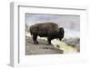 Wyoming, Yellowstone NP, Midway Geyser Basin. American bison standing near the warm water-Ellen Goff-Framed Photographic Print