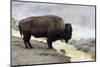 Wyoming, Yellowstone NP, Midway Geyser Basin. American bison standing near the warm water-Ellen Goff-Mounted Photographic Print