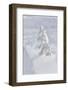 Wyoming, Yellowstone NP, Midway Geyser Basin. Winter scene with snow covered trees-Ellen Goff-Framed Photographic Print