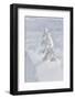 Wyoming, Yellowstone NP, Midway Geyser Basin. Winter scene with snow covered trees-Ellen Goff-Framed Photographic Print