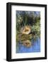 Wyoming, Young duckling resting on a mud flat island while being reflected in a pond.-Elizabeth Boehm-Framed Photographic Print