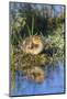 Wyoming, Young duckling resting on a mud flat island while being reflected in a pond.-Elizabeth Boehm-Mounted Photographic Print